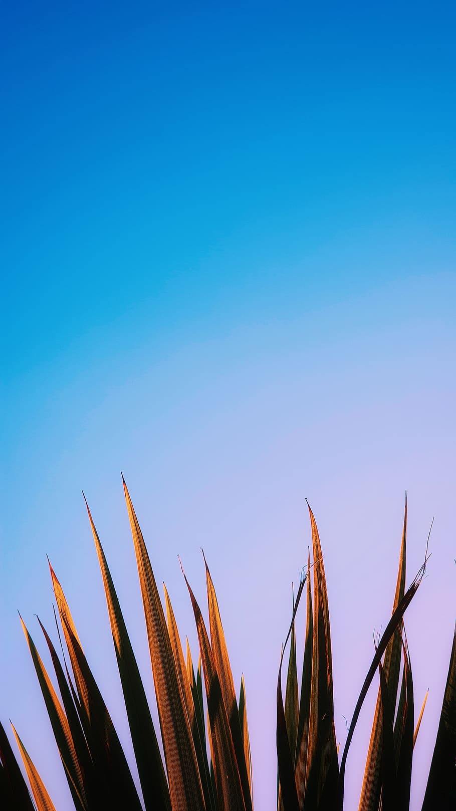 sky, growth, clear sky, blue, copy space, nature, no people HD wallpaper