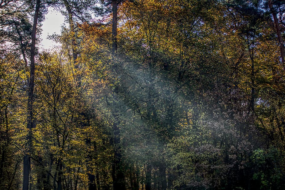 light, bill, ray, sun, seem, forest, mood, autumn, autumn colours HD wallpaper
