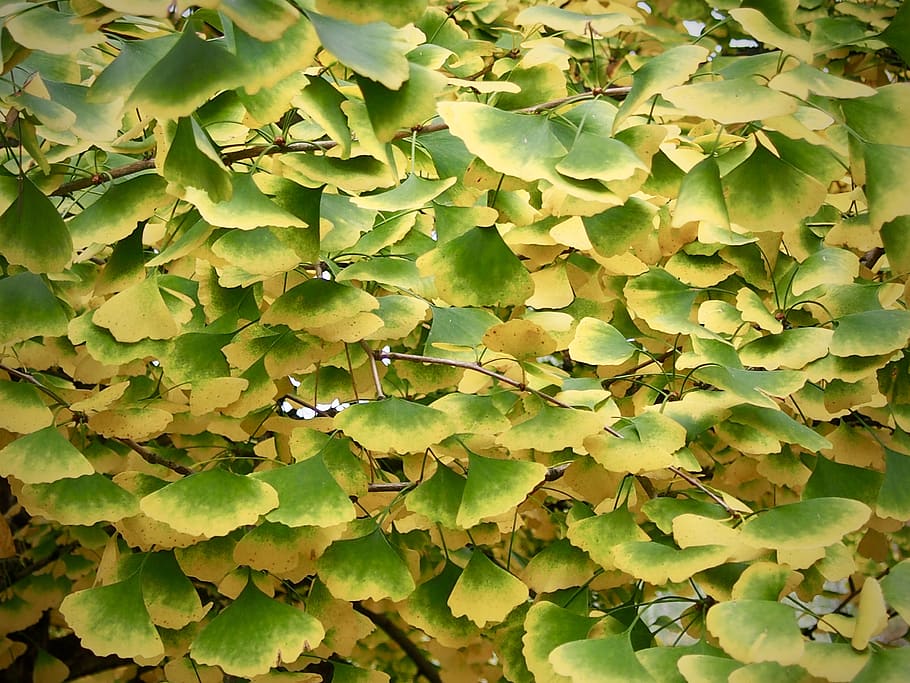 austria, leaf, plant part, green color, full frame, growth HD wallpaper