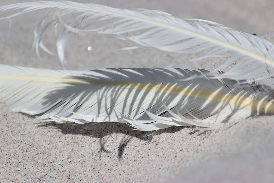 feather, sand, beach, vacations, coast, rest, sea, shadow, no people HD wallpaper