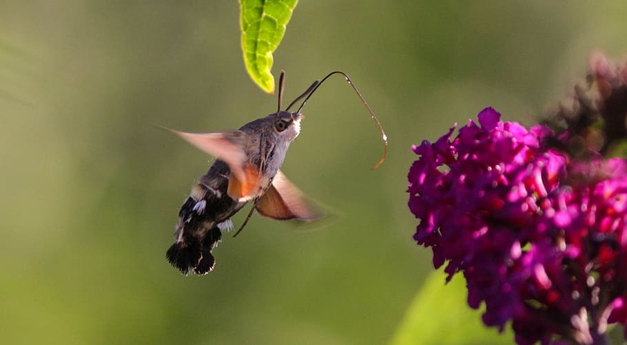 nature, flower, hummingbird hawk moth, summer, insect, garden, HD wallpaper