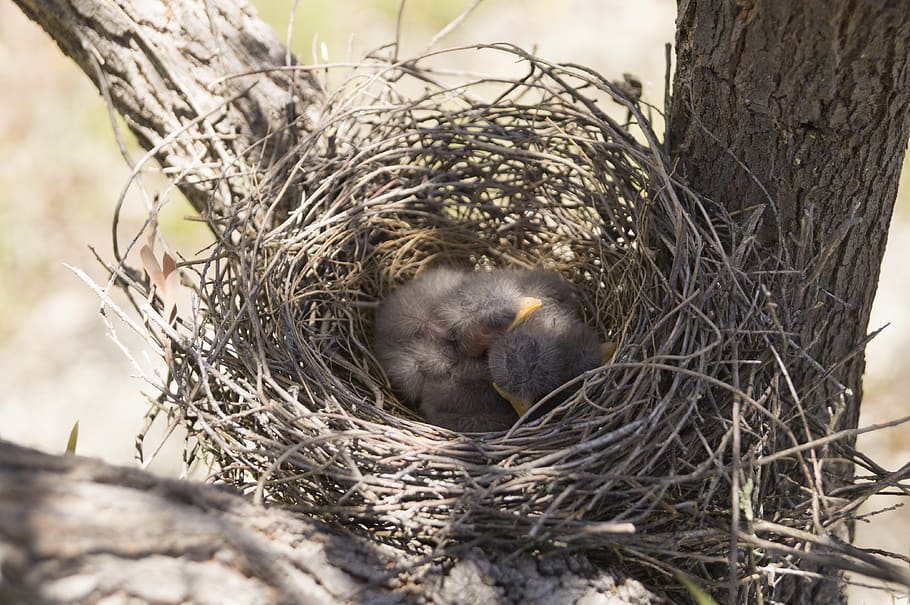 australia, 2360, nest, baby chicks, dusky woodswallow, animal nest