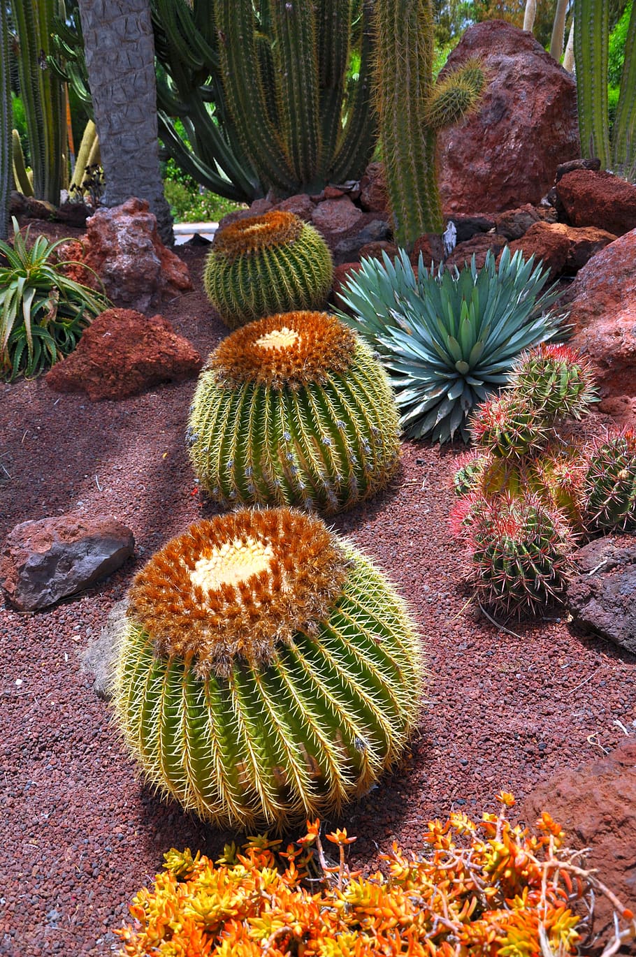 cactus, green, plant, succulent plant, growth, nature, barrel cactus HD wallpaper