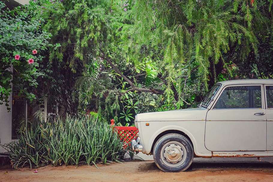 plant, mode of transportation, land vehicle, tree, motor vehicle HD wallpaper