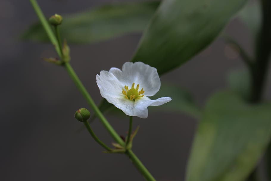 flowers, white, amazon, flowering plant, fragility, vulnerability HD wallpaper