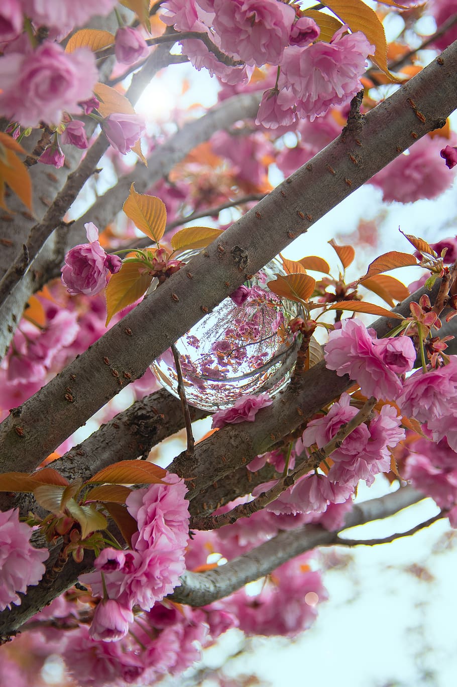 pink, japan cherry, flower, spring, fresh, wood, color, blooms at HD wallpaper