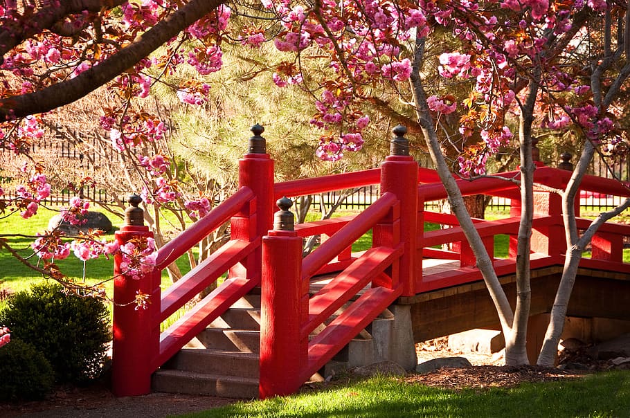 bridge, spring, japan, red, flowers, garden, plant, tree, flowering plant HD wallpaper