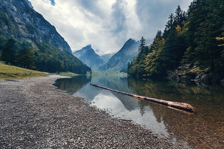 River and Pine Trees, beautiful, environment, idyllic, landscape HD wallpaper