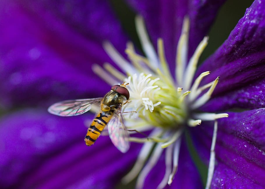 hoverfly, insect, clematis, flowering plant, fragility, vulnerability HD wallpaper