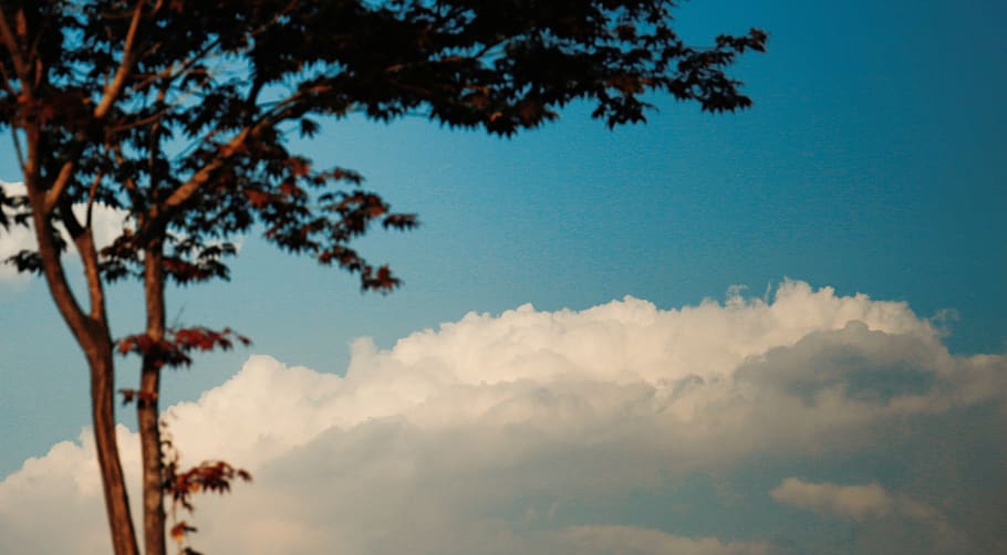 cloud, tree, sky, cloud - sky, beauty in nature, plant, tranquility HD wallpaper