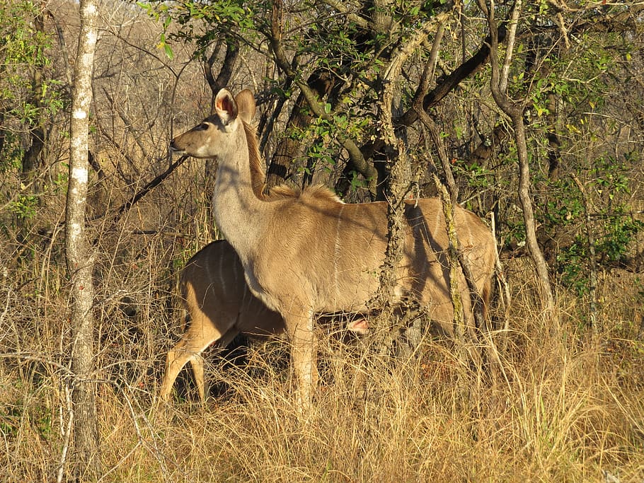 wildlife, mammal, antelope, animal, deer, south africa, kruger park, HD wallpaper