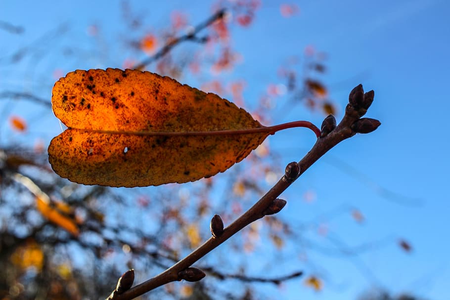 leaf, sun, sky, light, autumn, autumn leaf, autumn colours HD wallpaper