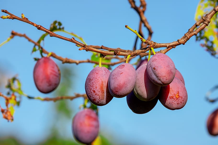 plums, plum tree, fruit, fruits, immature, fruit tree, branch