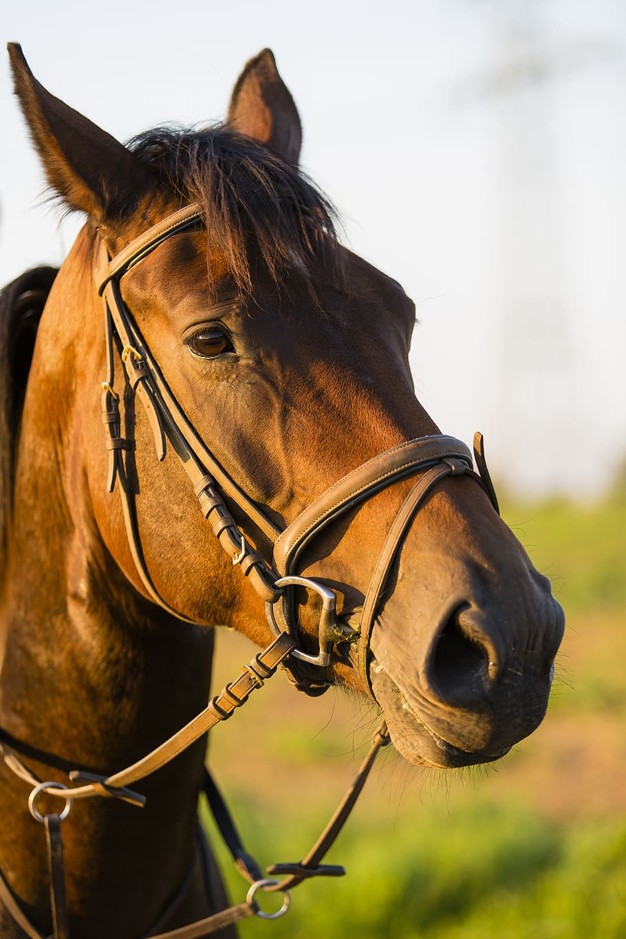 Hd Wallpaper Balk Barricade Cavalier Drop Equestrian Equitation Fence Wallpaper Flare