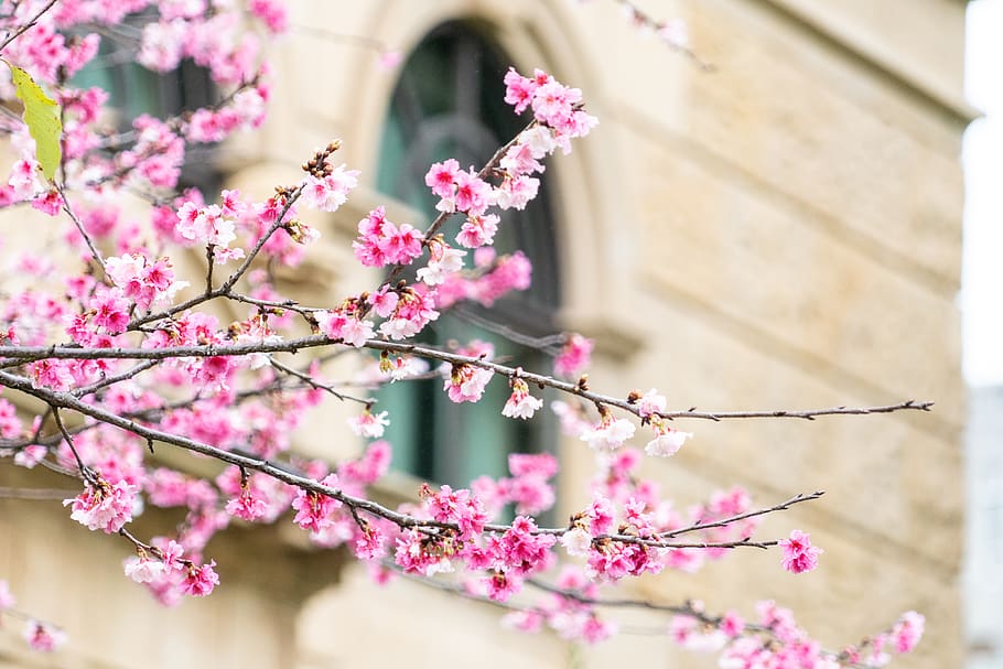 pink cherry blossoms, flowering plant, pink color, freshness HD wallpaper