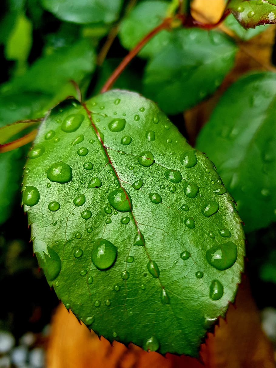 leaf, flower, rain, drop, water, wet, close-up, plant part HD wallpaper