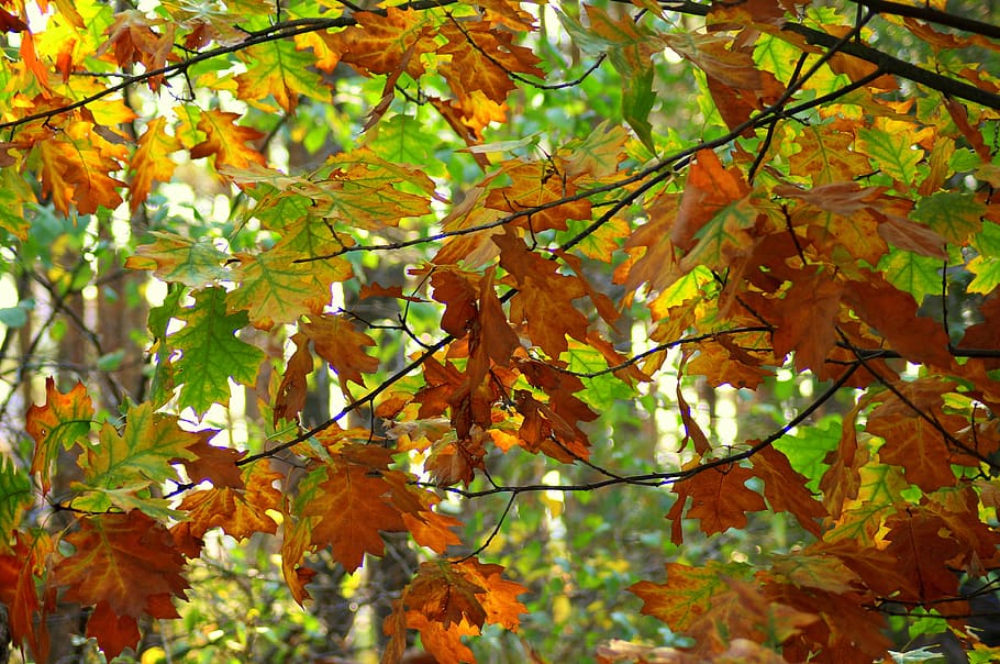 forest, in the fall, oak, foliage, brown, figure, mood, autumn leaves HD wallpaper