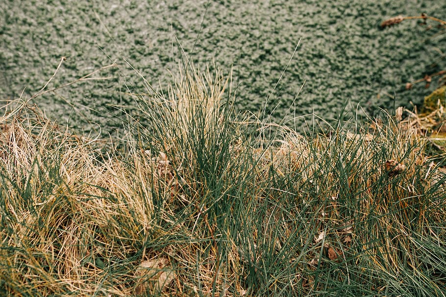 grass, texture, plant, growth, land, field, nature, day, beauty in nature HD wallpaper