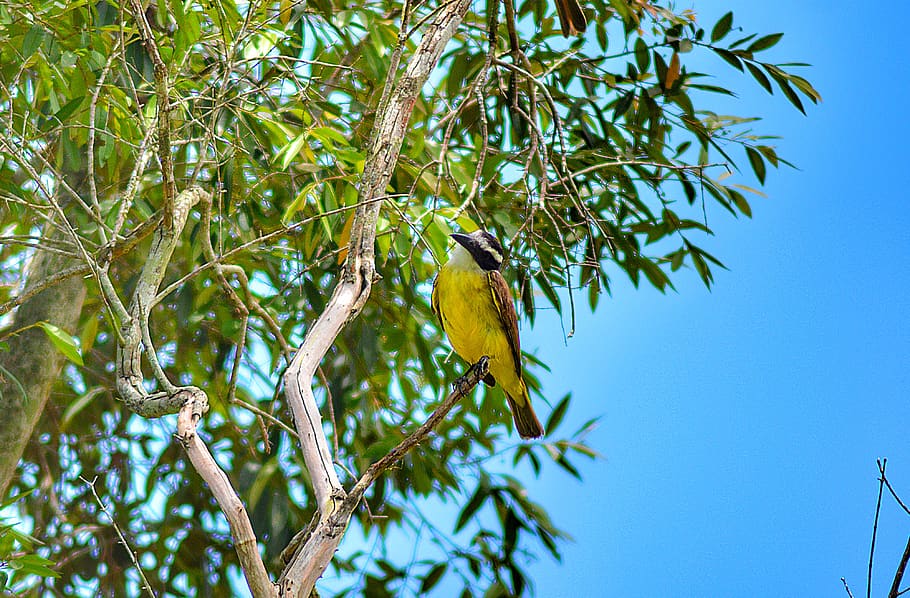 bird, tree, nature, pity, trees, birds, fly, vertebrate, animal themes, HD wallpaper