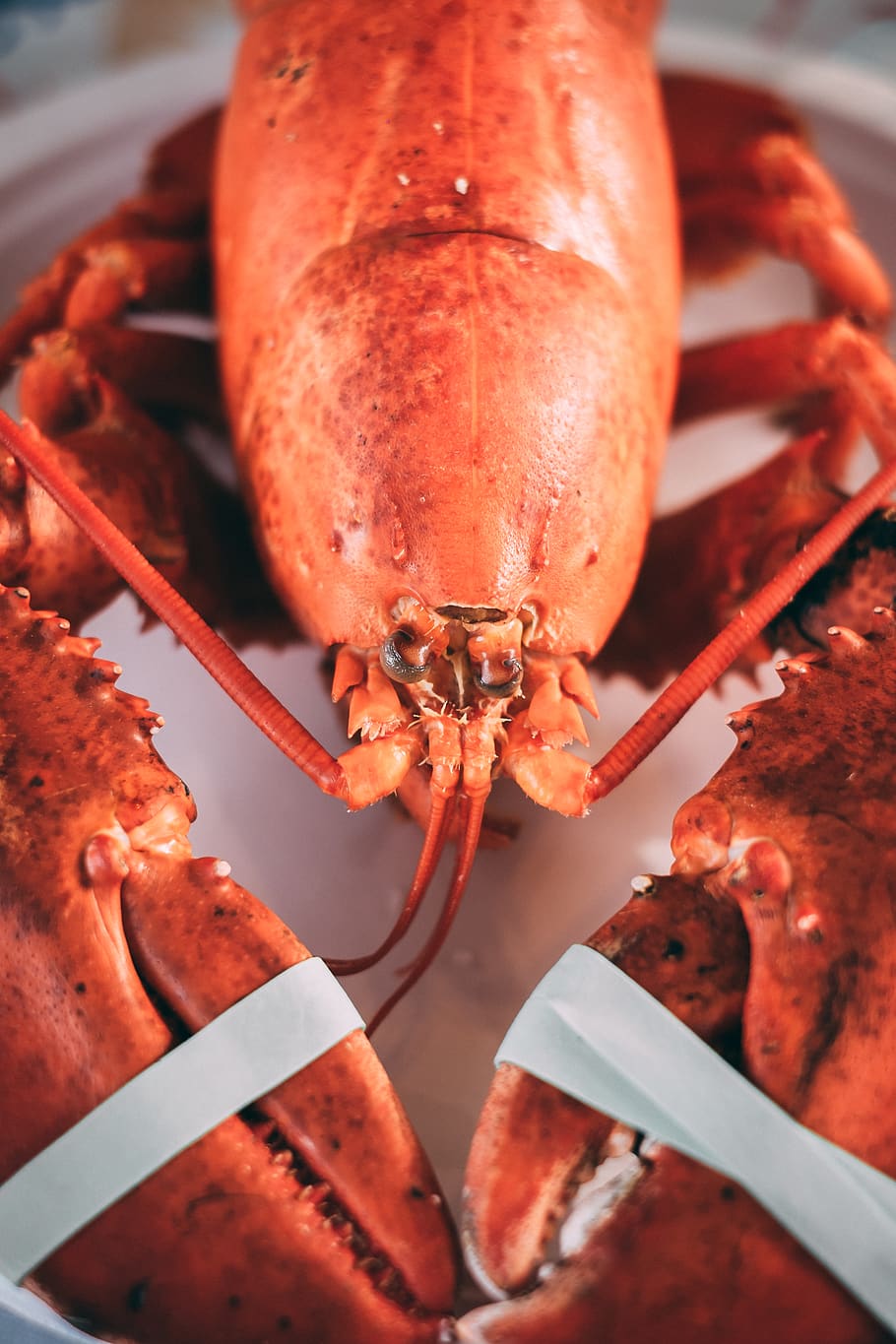 orange lobster, food, food and drink, crustacean, seafood, close-up HD wallpaper