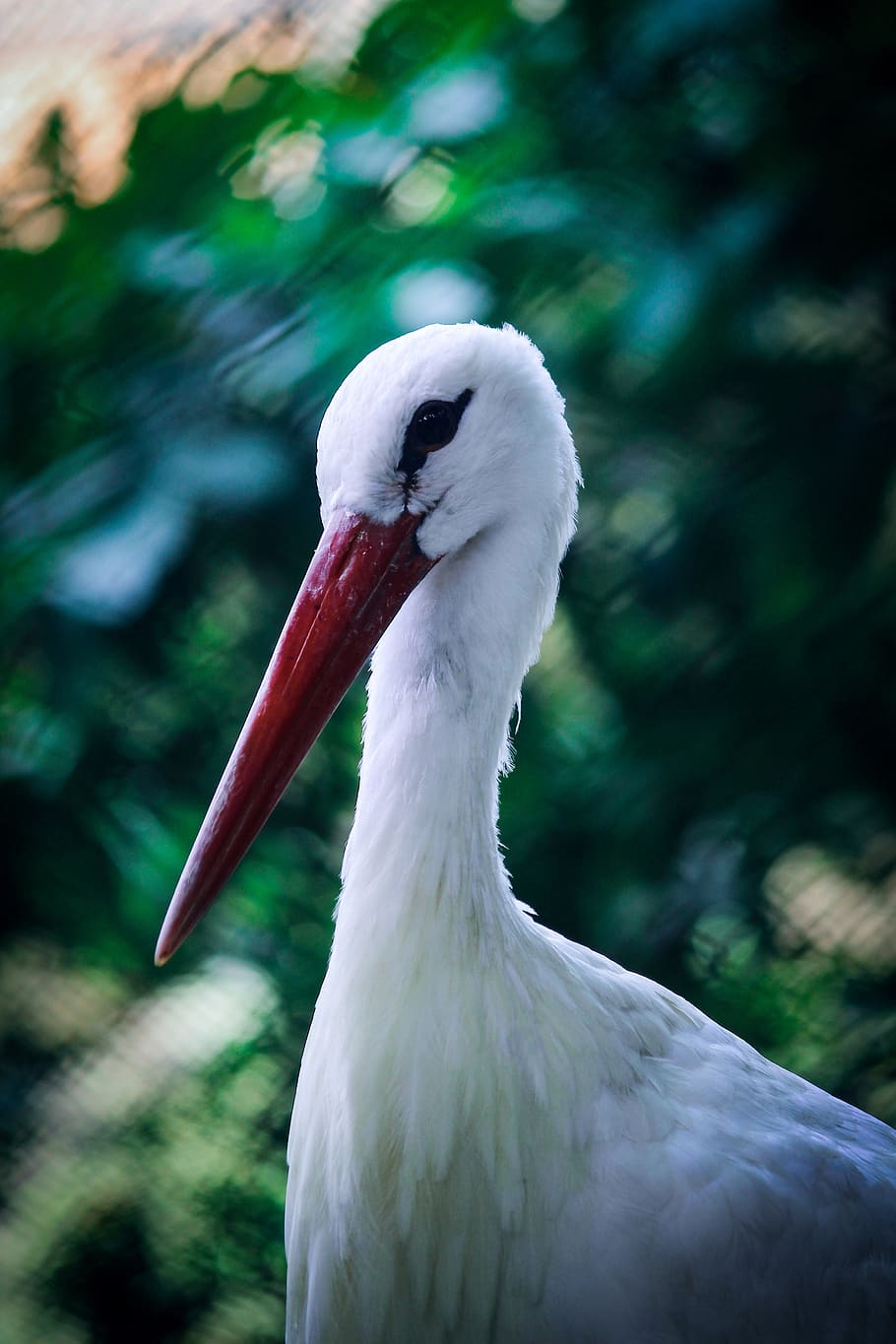 HD wallpaper: bird, neck, nature, wildlife, head, feathers, portrait