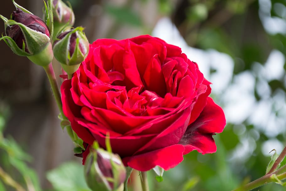 rose, flower, bloom, nature, love, pink, red, garden, roses HD wallpaper