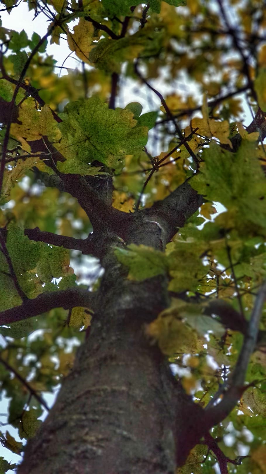 plant, tree, leaf, tree trunk, bird, animal, oak, maple, sycamore HD wallpaper