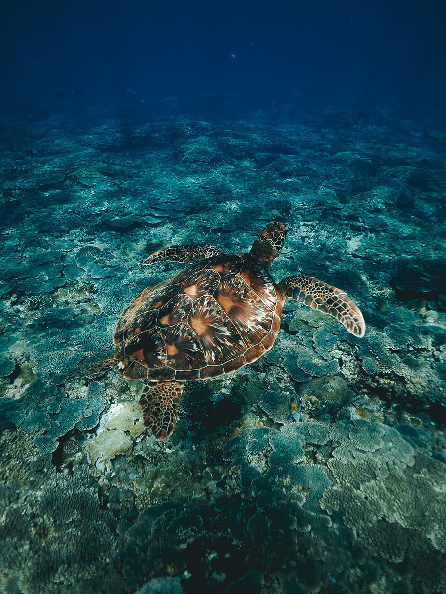 diving, snorkeling, turtle, ocean, sea turtle, water, underwater, HD wallpaper