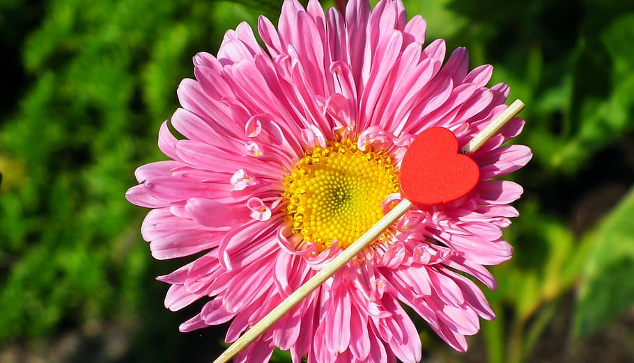 flower, aster, pink, garden, macro, summer, heart, decoration HD wallpaper