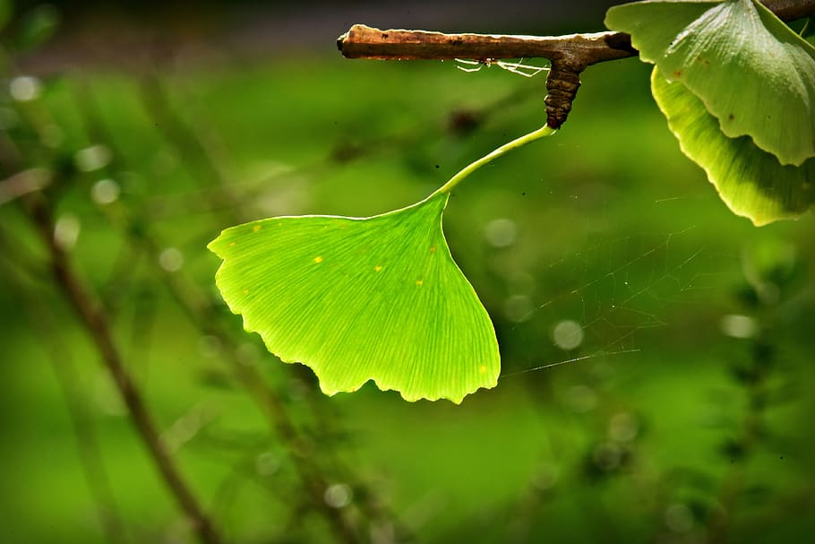 ginkgo biloba, leaf, branch, tree, autumn, light green, plant HD wallpaper