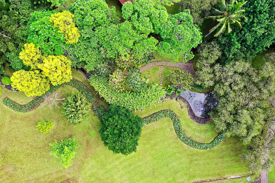 Top View Photo of Trees and Plants, aerial photography, aerial shot