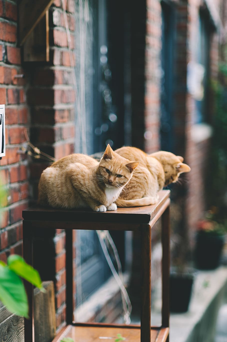 two orange tabby cats, mammal, domestic cat, animal themes, pets HD wallpaper