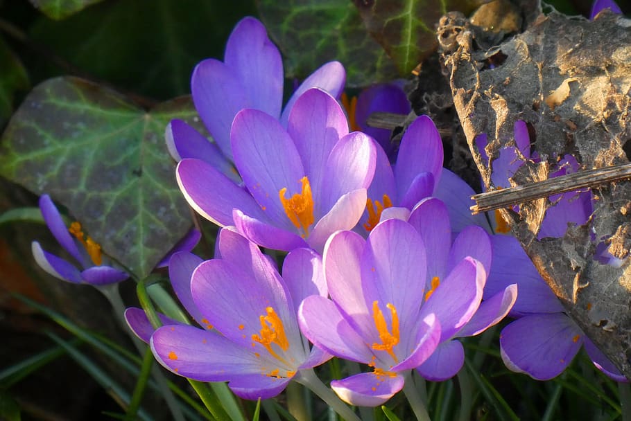 crocus, flower, bloom, spring flower, flora, vegetable, spring flowers HD wallpaper