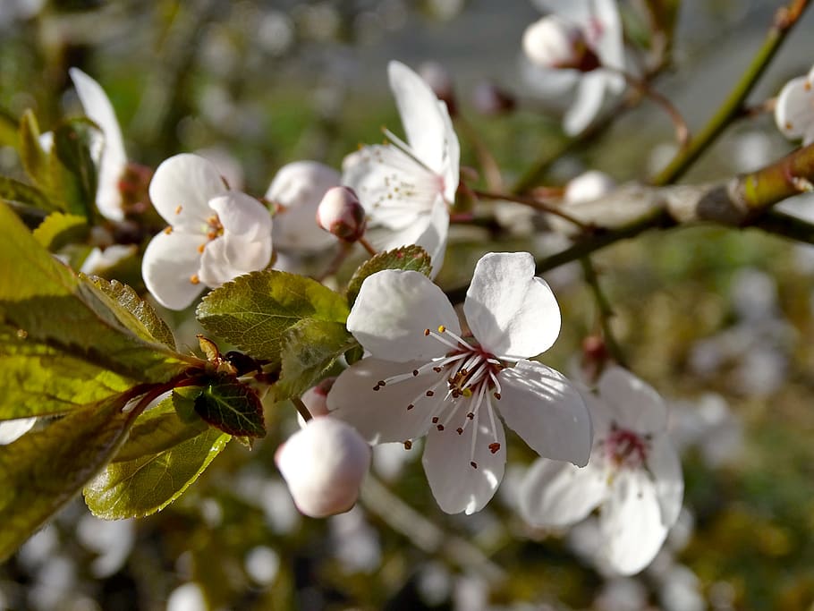 cherry blossoms, flowers, spring, white, close up, bloom, tree HD wallpaper