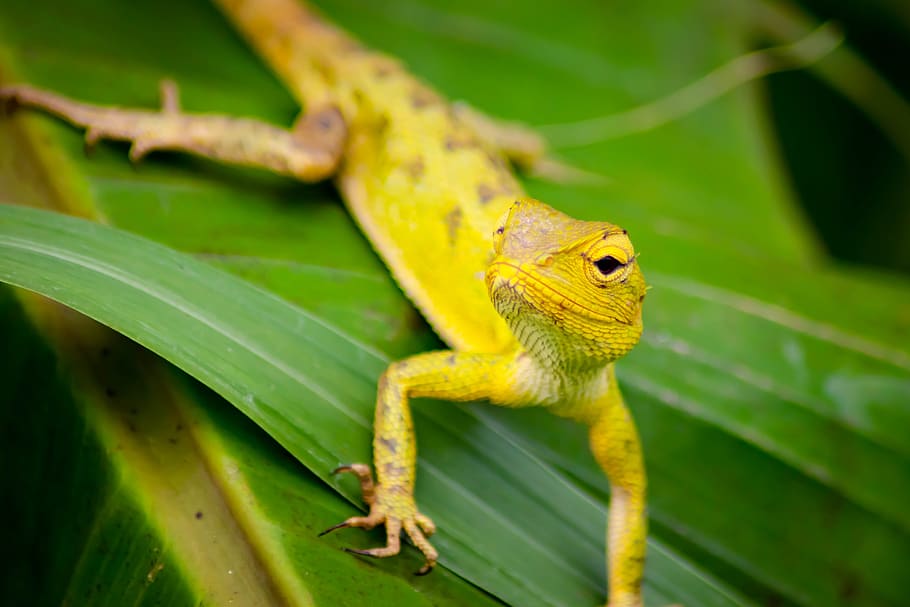 chameleon, background, isolated, green, animal, nature, white HD wallpaper