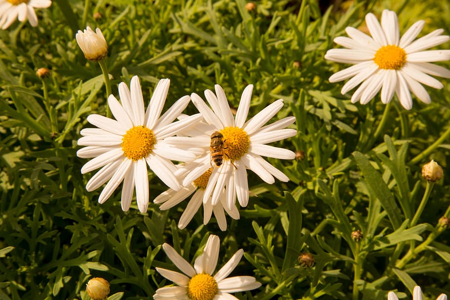 chamomile, spring, flowers, nature, grass, green, flowering plant HD wallpaper