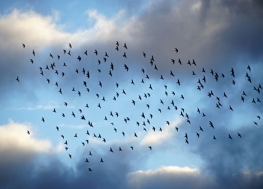birds, a bevy of, covey, silhouette, heaven, sky, light, blue, HD wallpaper