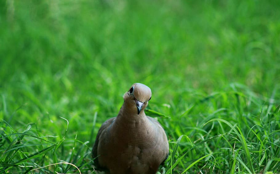 dove, bird, grass, green, nature, eyes, green color, plant HD wallpaper