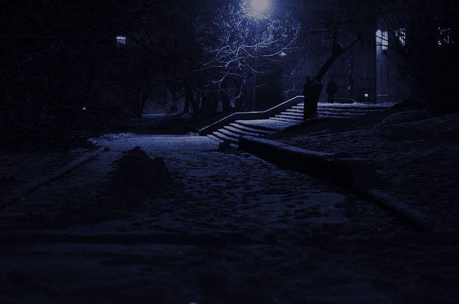 snowy road at night, tree, winter, plant, nature, cold temperature HD wallpaper