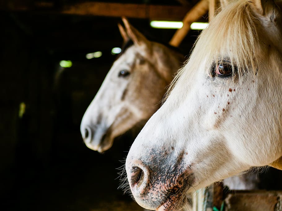 horses, portrait, mane, head, standard, white, animals, livestock HD wallpaper