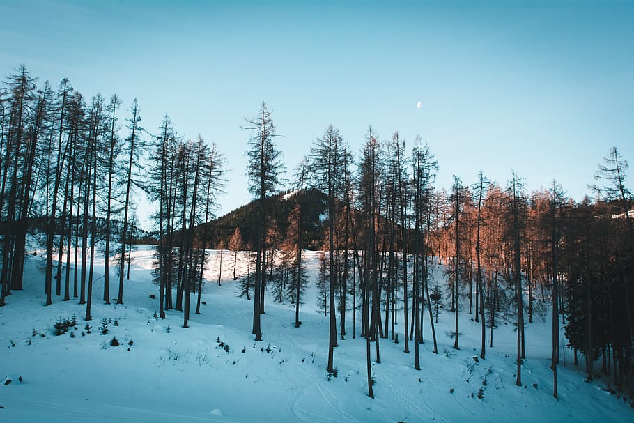 landscape, winter, snow, trees, mountains, morning, cold, nature HD wallpaper