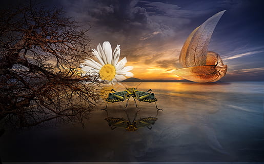 fantasy, composing, cover, book cover, background, photomontage HD wallpaper