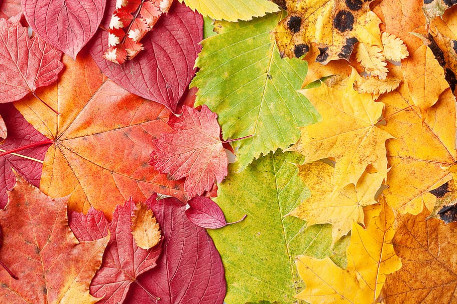autumn, background, beautiful, bright, color, land, leaf, maple HD wallpaper