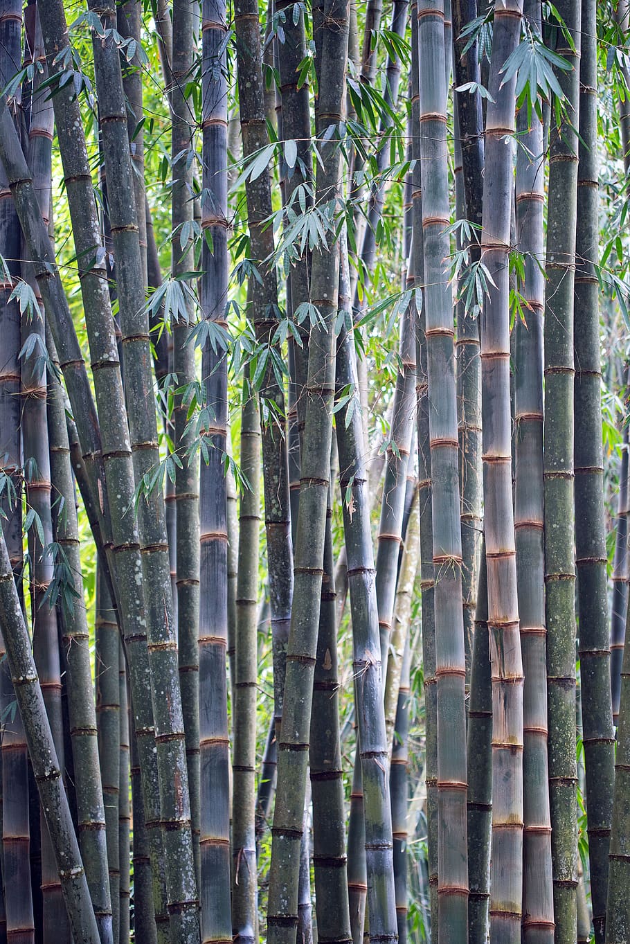 bamboo forest, growth, plant, bamboo grove, bamboo - plant, tree HD wallpaper