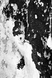 tree, trunk, texture, close up, black and white, outdoors, bark HD wallpaper
