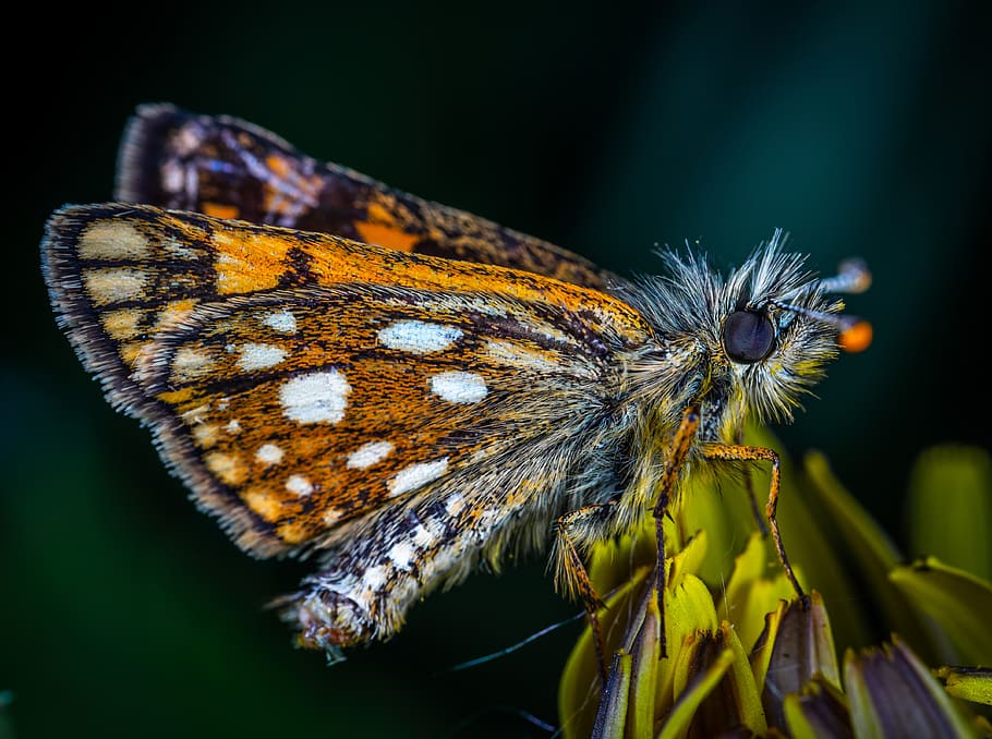 butterfly, insect, skipper, macro, lepidoptera, animal wildlife HD wallpaper