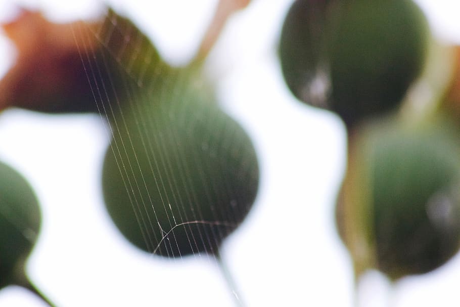 spider, cobweb, nature, plant, bulb, flower, seed, dusk, close-up HD wallpaper