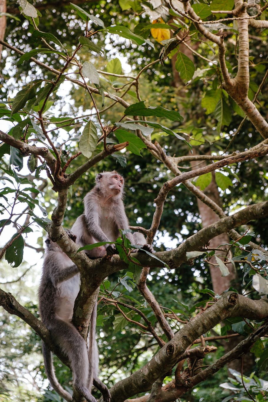 two monkeys on tree during daytime, animal themes, animal wildlife HD wallpaper