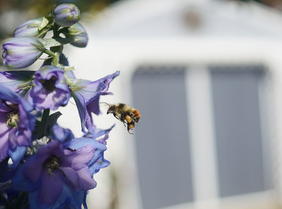 flower, bee, bumblebee, flying, midair, plant, insect, sunny HD wallpaper