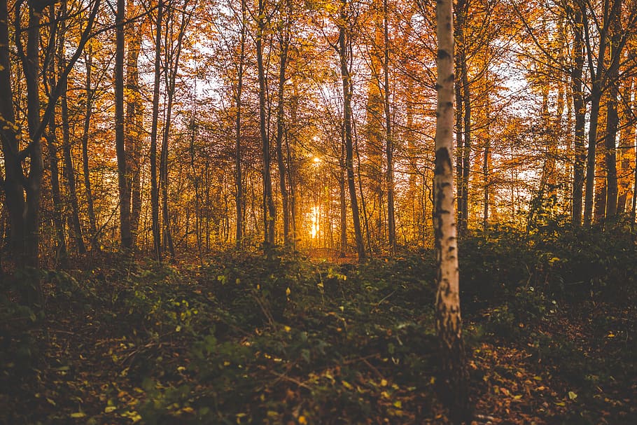 Green Leaf Plant On Forest, dried leaves, environment, idyllic HD wallpaper